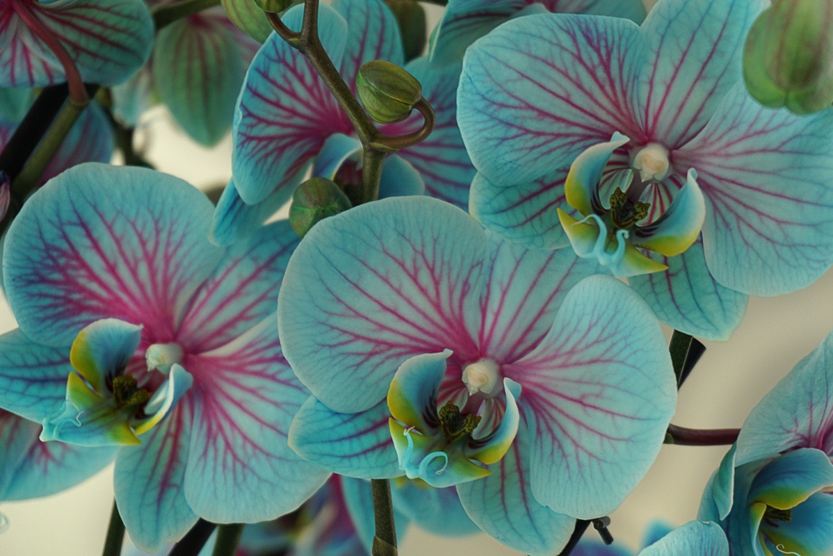 Виды орхидей: фото и описание